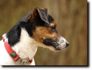 Rusty aus Reinbeck